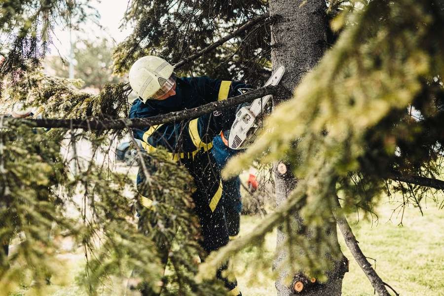 Arborist up a conifer cutting a branch with a chainsaw