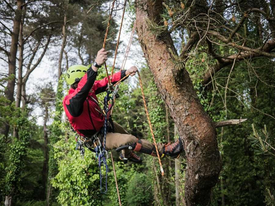 Tree surgeon climbing a tree in UK woodland