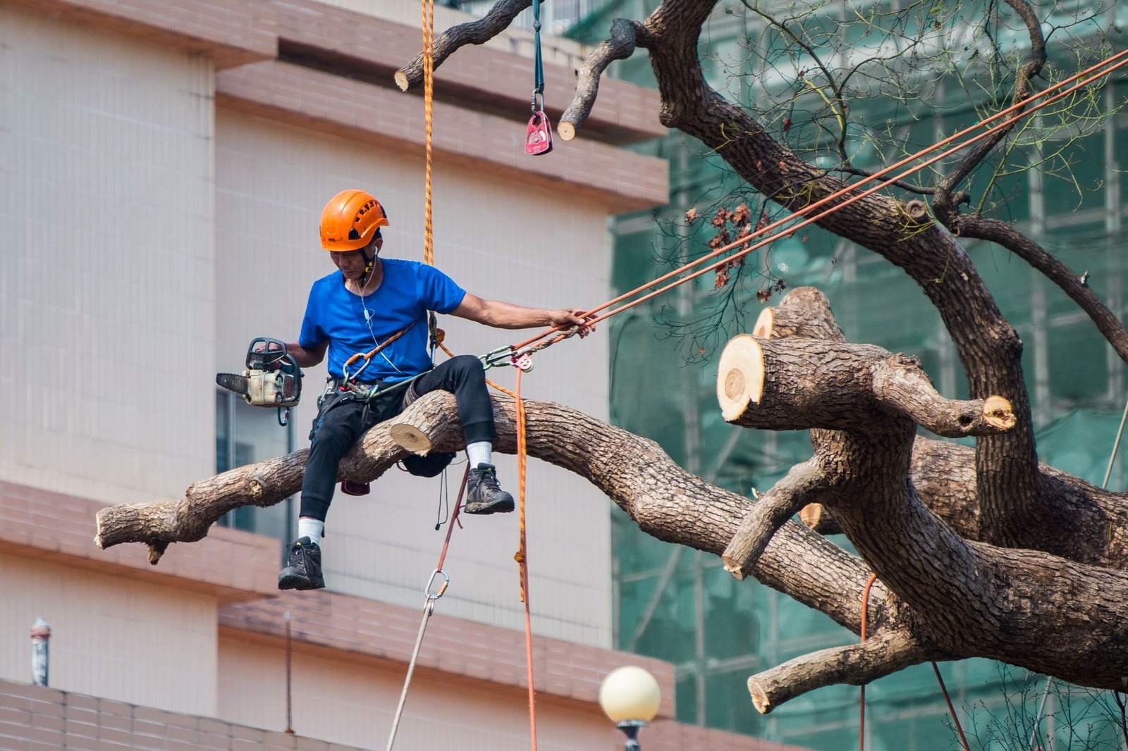 Tree surgeon roped into a tree branch with a chainsaw